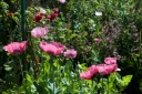 Giverny, jardin de Monet en Juin