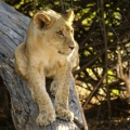 Namibie - Lionceau sur un arbre...