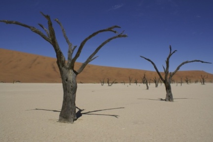 Namibie - en bas de la dune désert d'acacias