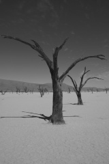 Namibie - désert d'acacias 2