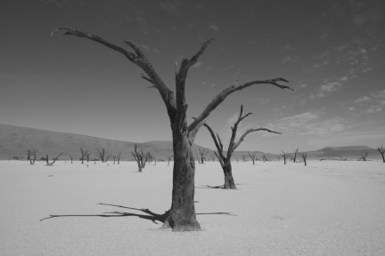 Namibie - Désert d'acacias 3