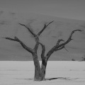 Namibie - Désert d'acacias 4