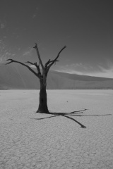 Namibie - désert d'acacias 5