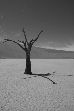 Namibie - désert d'acacias 5