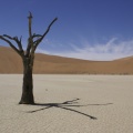 Namibie - désert d'acacias 6