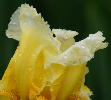 Jardin des plantes Rouen - Iris jaune transparence