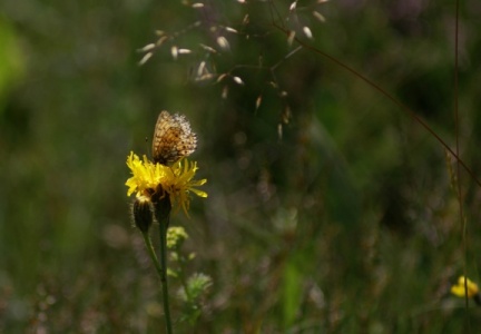 Lozère - papillon sur fleur jaune