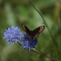 Lozère - papillon sur fleur bleue