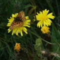 Lozère - papillon sur fleur jaune 2