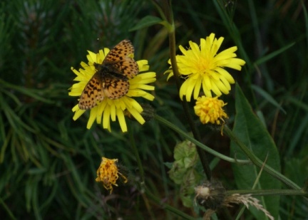 Lozère - papillon sur fleur jaune 2