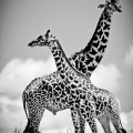 Girafes_1491.jpg
