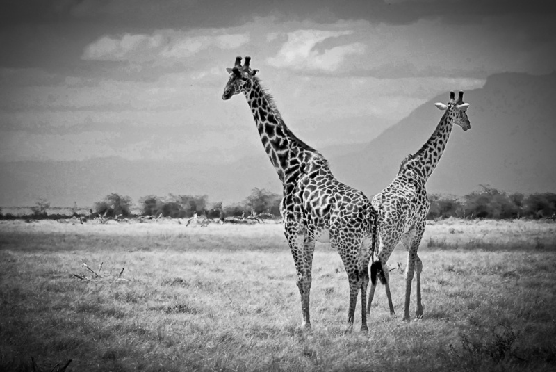 Girafes_1943.jpg