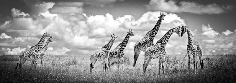 Girafes_9163.jpg
