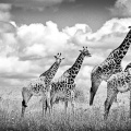 Girafes_9163