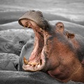 Hippopotames_2338