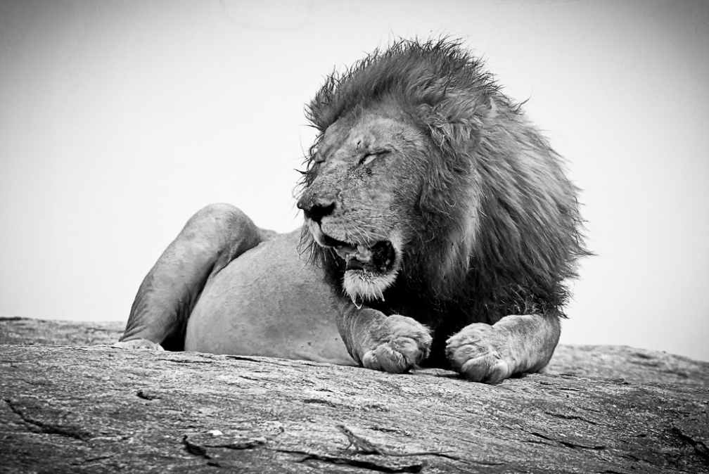 Lions_1447