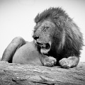 Lions_1447