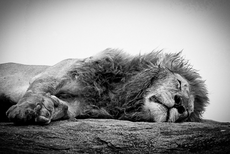 Lions_1464.jpg