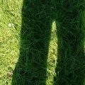 ombre dans l'herbe