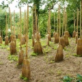 Forêt aux balais