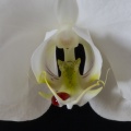 Sang d'orchidée