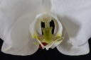 Sang d'orchidée