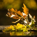 couleurs d automne-2.jpg