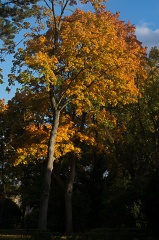 couleurs d automne-3