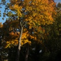 couleurs d automne-3