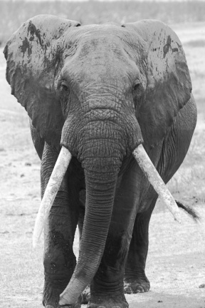 2015-Éléphant dans la cratère de Ngorongoro