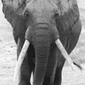 2015-Éléphant dans la cratère de Ngorongoro