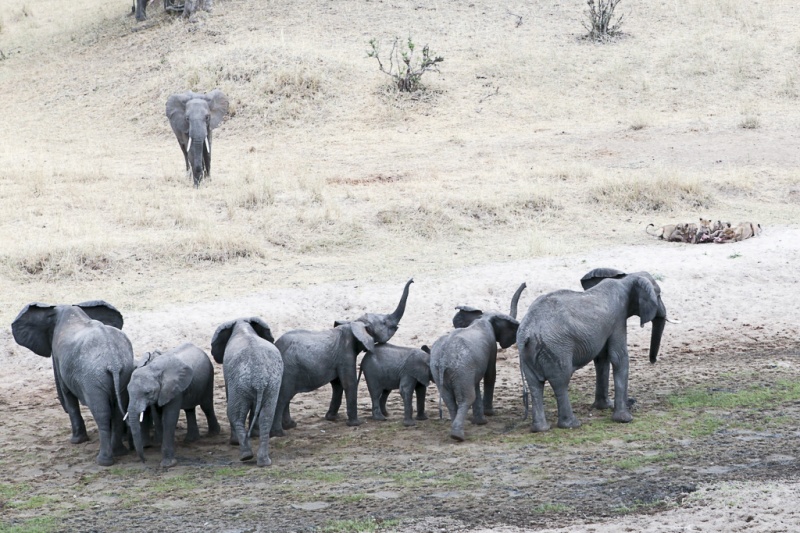2015-Face à face entre éléphants et lions - Parc du Tarangire.jpg