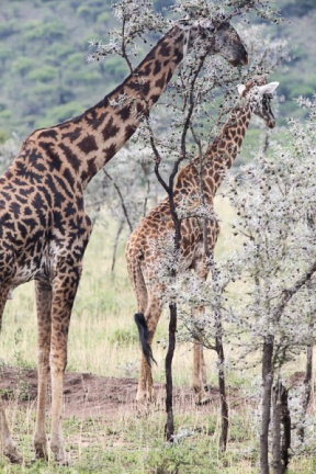 2015-Girafes dans le Parc du Sérengeti