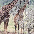 2015-Girafes dans le Parc du Sérengeti.jpg