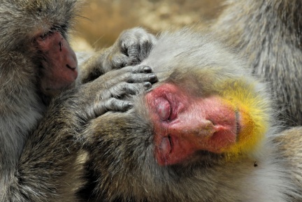 Macaques_3906