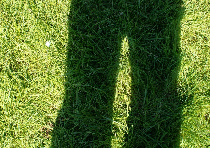 ombre dans l'herbe