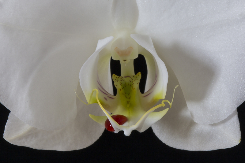 Sang d'orchidée.jpg