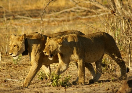 Namibie - Lionnes en marche