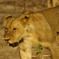 Namibie - Lionne en approche