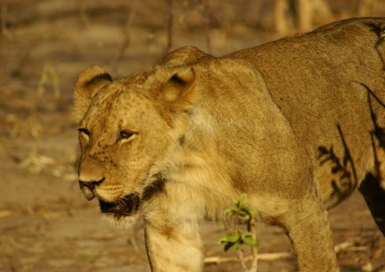 Namibie - Lionne en approche