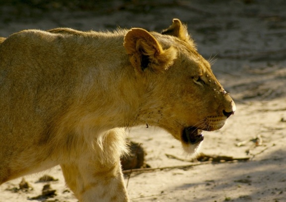 Namibie - Lionne plus âgée