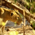 Namibie - Lionne cachée