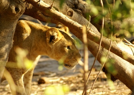 Namibie - Lionne cachée