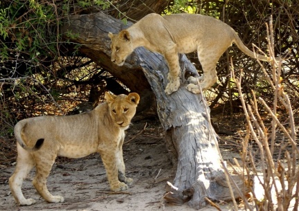 Namibie - jeux de lionceaux
