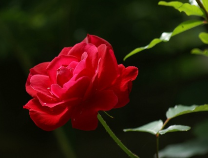 Médoc - rose 3