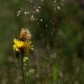 Lozère - papillon sur fleur jaune