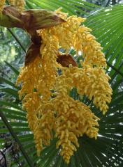 Fleur palmier