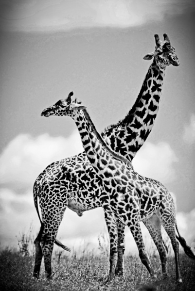 Girafes_1491.jpg