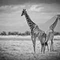 Girafes_1943