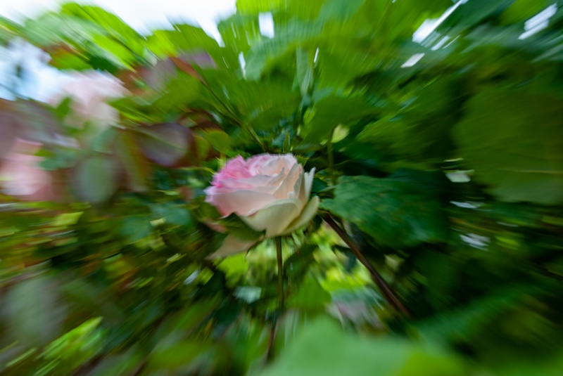 rose-zoom.jpg